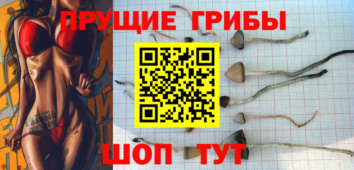 Минусинск  Псилоцибиновые грибы прущие грибы  Вход с VPN 